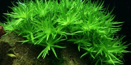 Heteranthera zosterifolia 1-2-Grow! In Vitro Tropica